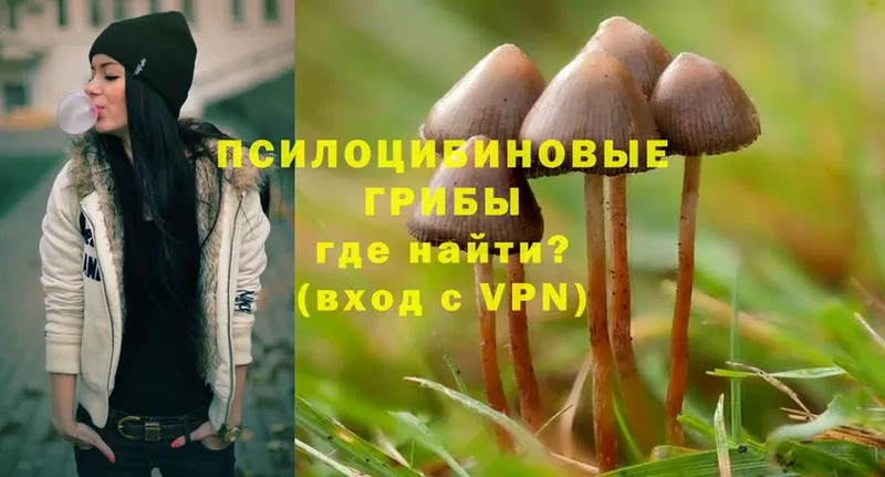 закладка  Верхнеуральск  Галлюциногенные грибы Psilocybe 